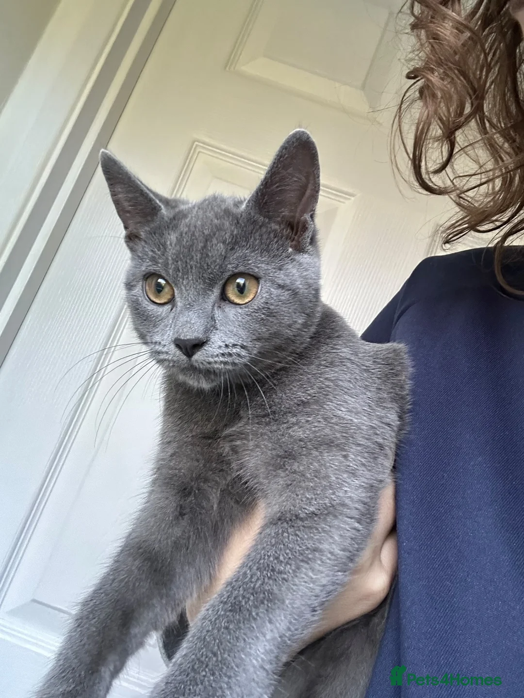 Mixed Breed cats for sale: Female Mixed-Breed  - Advert 1