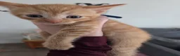 Mixed Breed cats for sale: 2 male ginger kittens  - Advert 4