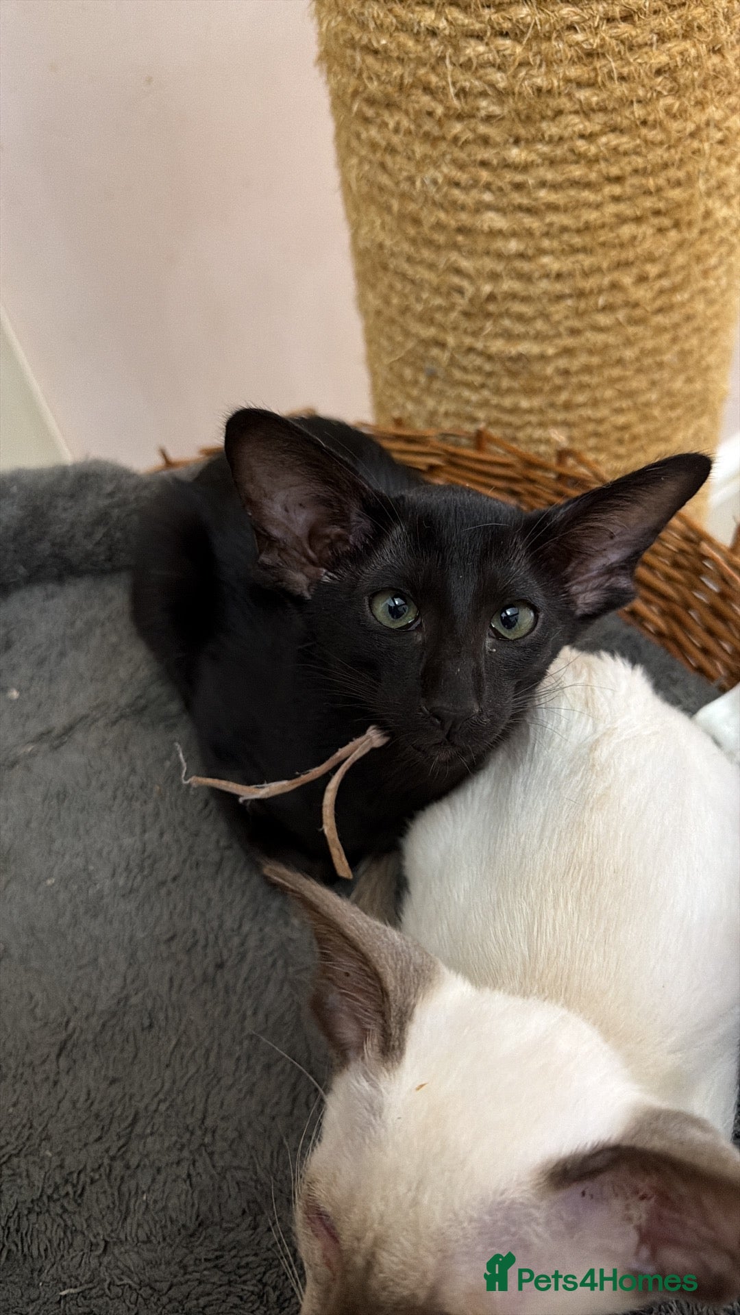 Oriental cats for sale: Oriental and Siamese kittens.  - Advert 21
