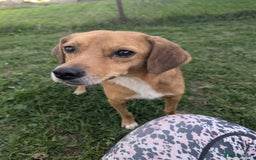 Mixed Breed dogs for adoption: Michael for adoption - Image 9