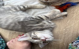 British Shorthair cats for sale: Full BSH kittens ready to leave now, 14 weeks old - Image 8