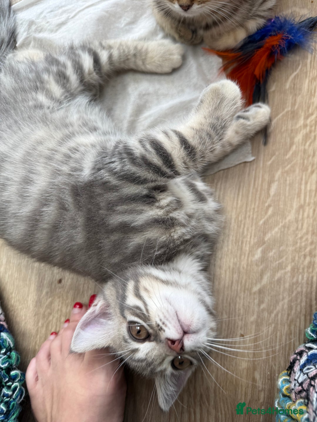 British Shorthair cats for sale: Full BSH kittens ready to leave now, 14 weeks old - Image 8