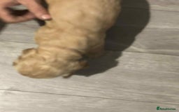 Cockapoo dogs for sale: 5 beautiful cockapoo's - Image 29