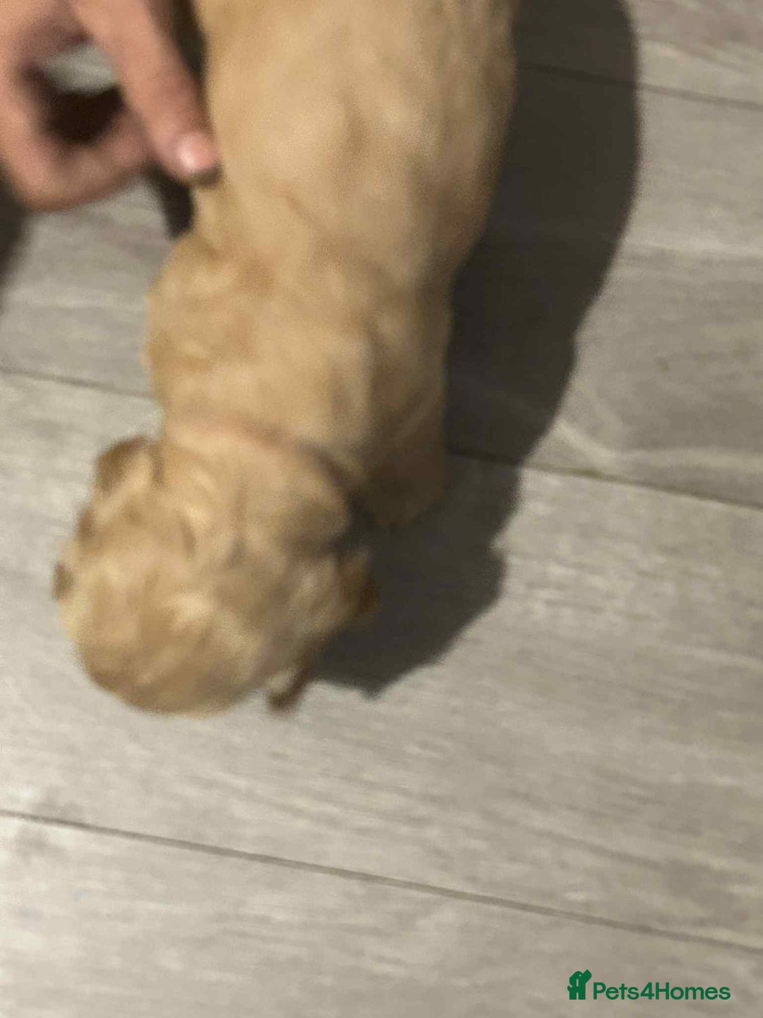Cockapoo dogs for sale: 5 beautiful cockapoo's - Image 29