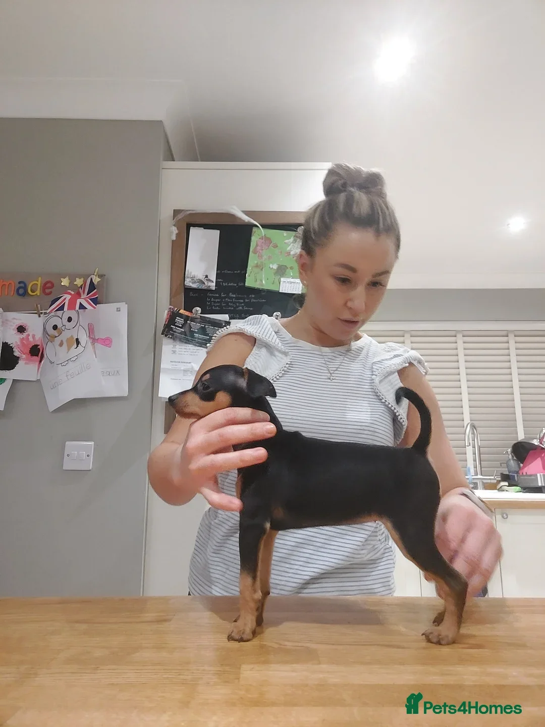 Miniature Pinscher dogs for sale: LAST PUPPY - LADYLUCKPINS KC MIN PINS - Advert 4