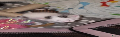 Mixed Breed 3