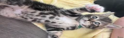 Mixed Breed cats for sale: Mixed ragdoll  - Advert 4