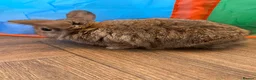 Mini Lop rabbits for sale: Baby lop bunnies  in Warrington - Advert 4