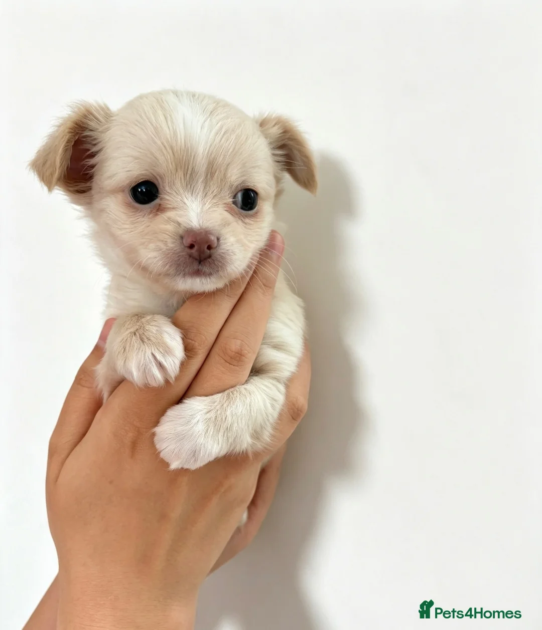Chihuahua dogs for sale:  Chihuahuas  - Advert 2
