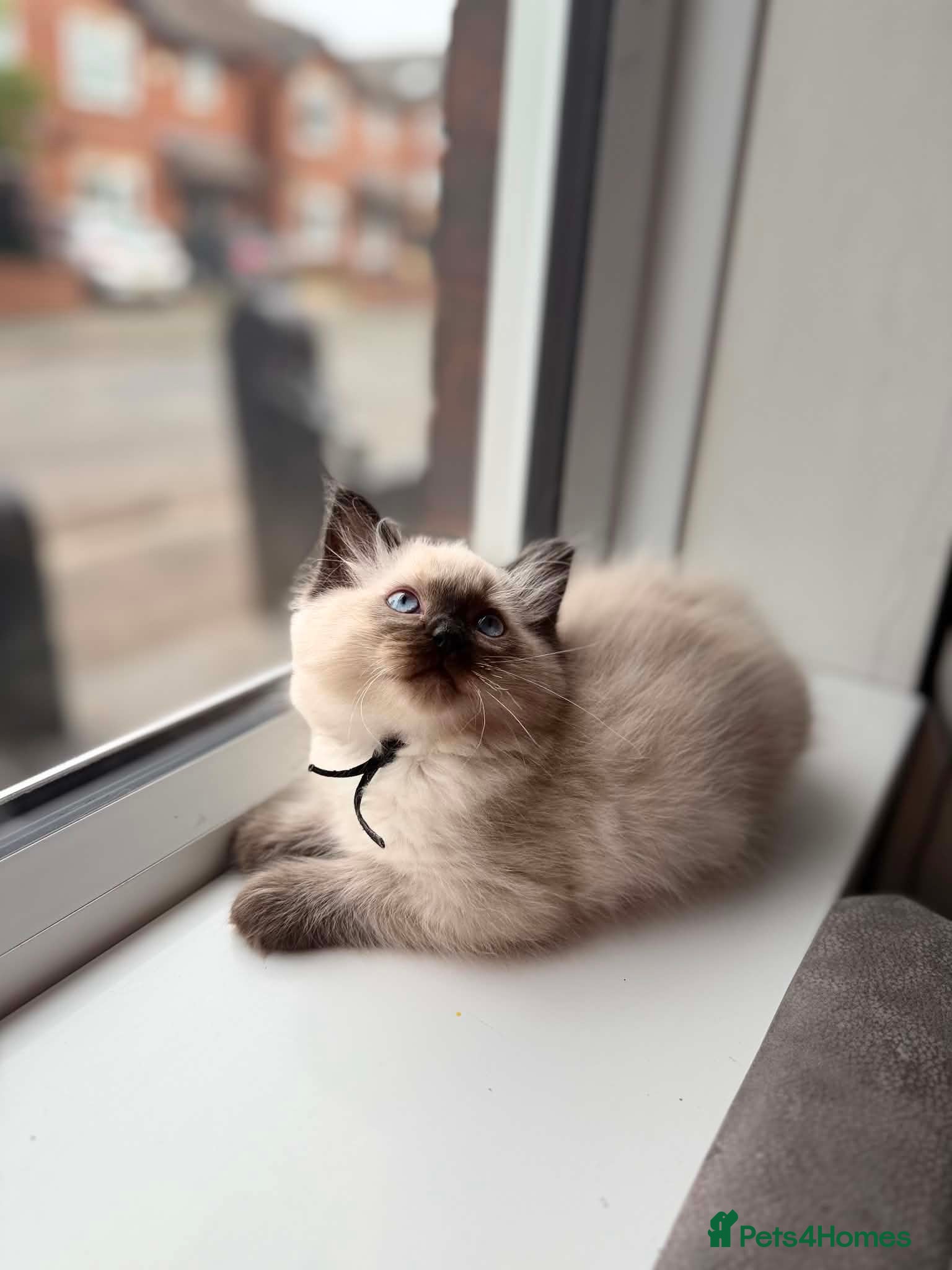 Ragdoll cats for sale: READY NOW RAGDOLL KITTENS  - Advert 19