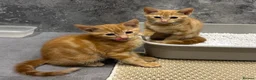 Mixed Breed cats for sale: Ginger kittens - Advert 3