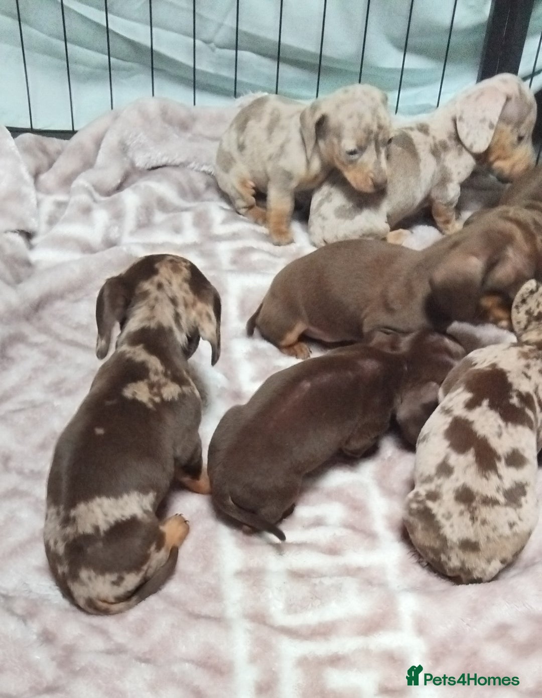Miniature Dachshund dogs for sale: KC, PRA, STUNNING LITTER MIN,DASH😍 - Image 21