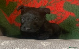 Scottish Terrier dogs for sale: Beautiful Scottish Terrier puppies  - Image 1