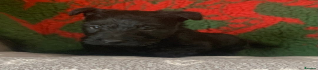 Scottish Terrier Puppy 1