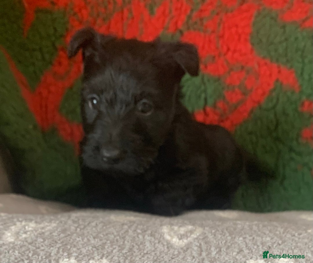 Scottish Terrier dogs for sale: Beautiful Scottish Terrier puppies  - Image 1