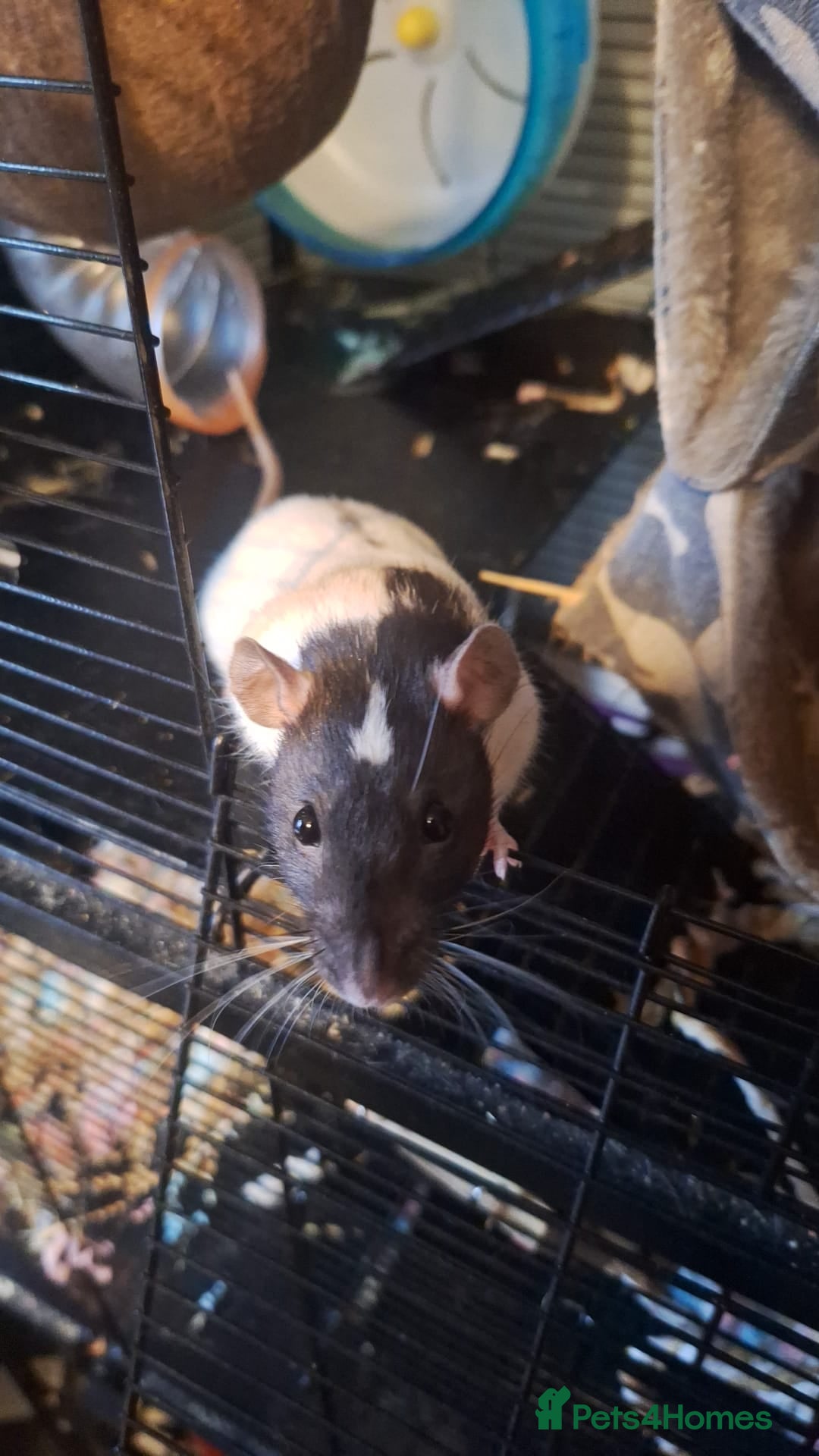 Rat rodents Female fancy rat  - Advert 11