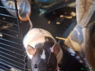 Rat rodents Female fancy rat - Advert 11