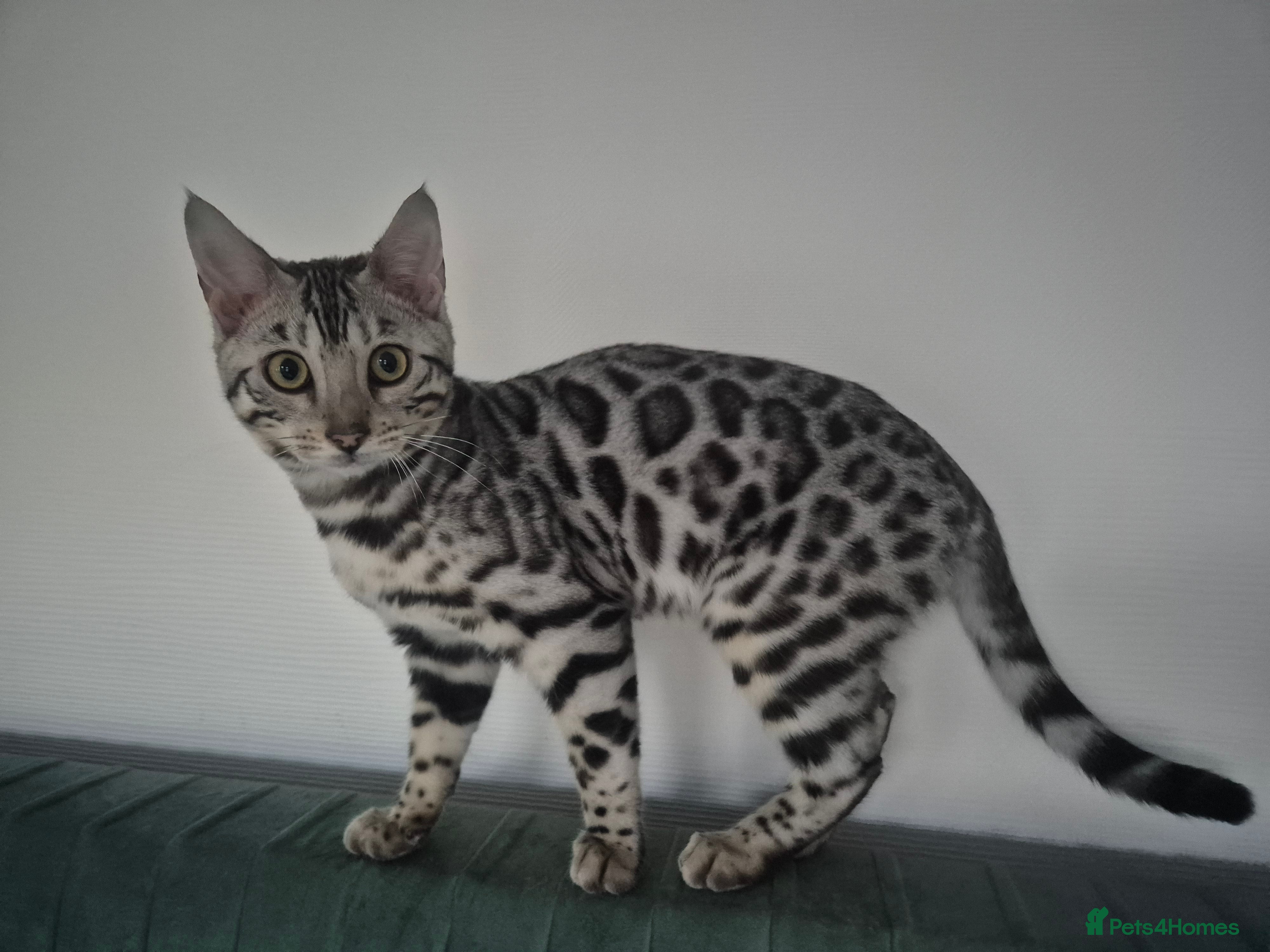 Bengal cats Silver bengal kitten female - Advert 4