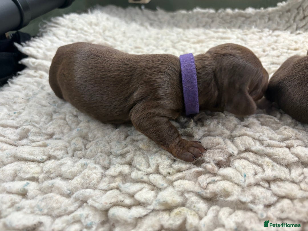 Miniature Dachshund dogs for sale: Miniature dachshund puppies  - Image 14