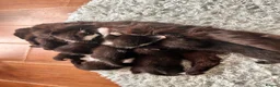 Mixed Breed cats for sale: Kittens ready now in Pulborough - Advert 9