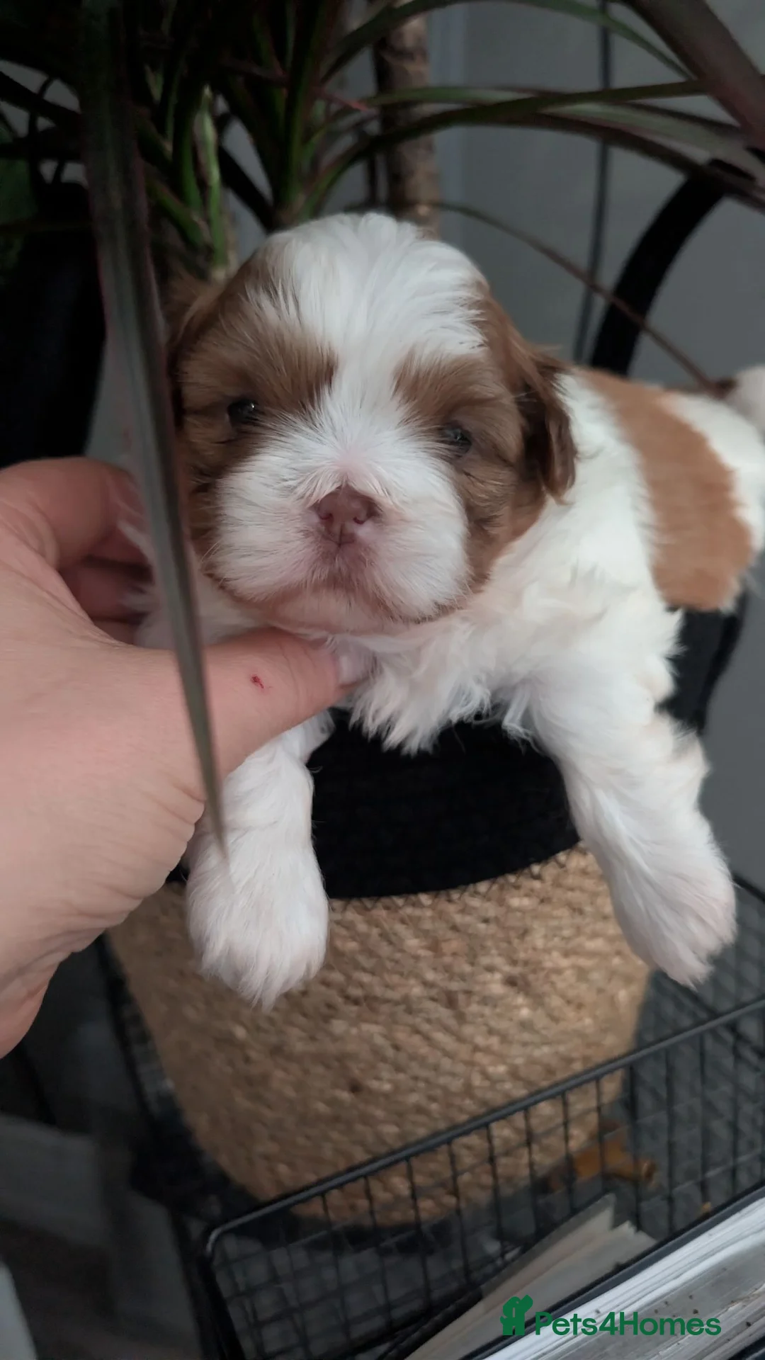 Shih Tzu dogs for sale: Cute little shihtzu puppy - Advert 5