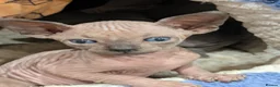 Sphynx cats for sale: Looking for for ever home ready for  **   in Merthyr Tydfil - Advert 19