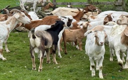 Goats livestock for sale: 2x Billy Goats and 1x Castrated Pygmy Goat.  - Image 3