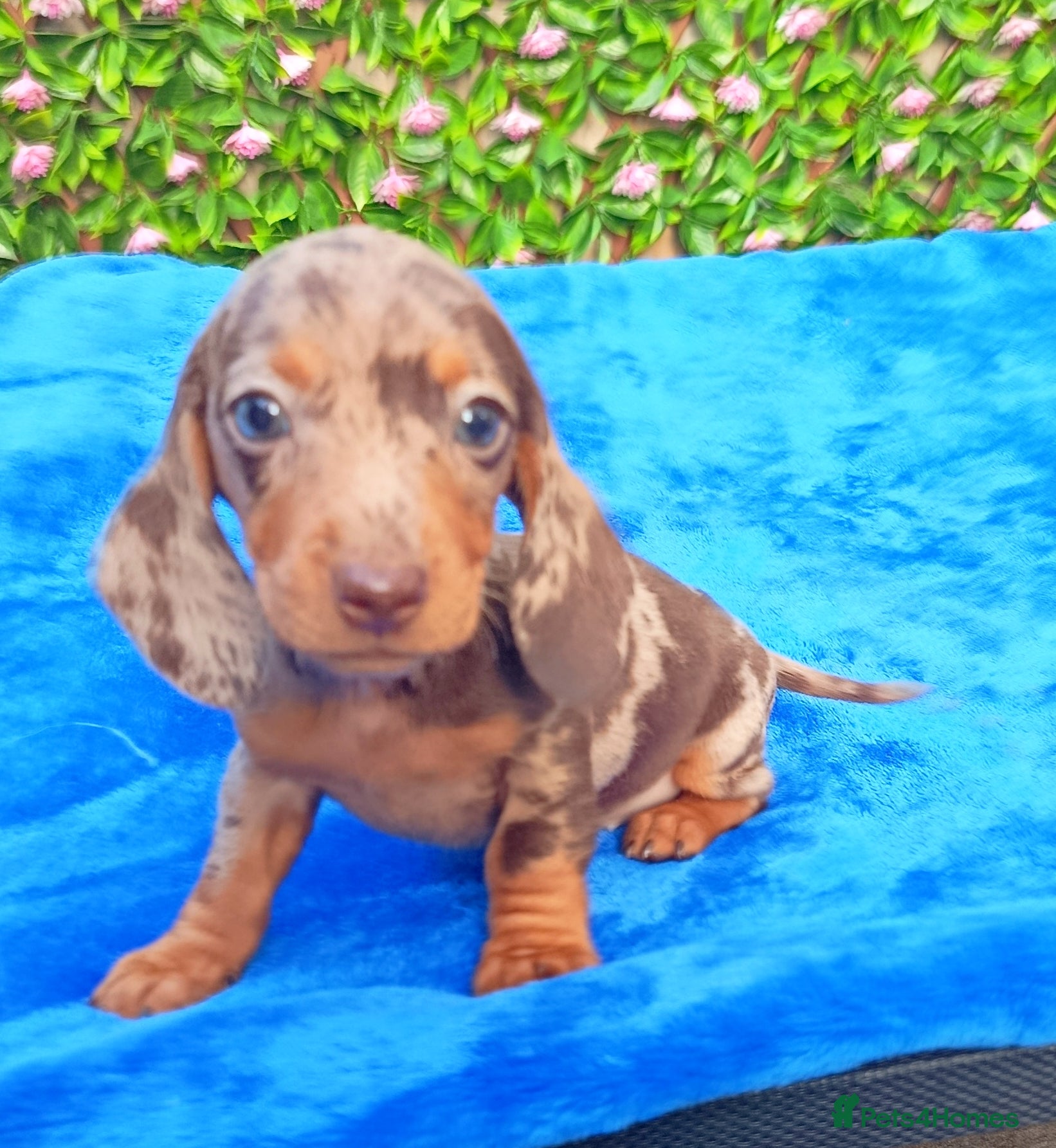Miniature Dachshund dogs MINI DAXI KC REG PRA CLEAR - Advert 2