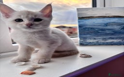 Maine Coon cats for sale: 5 Amazing Maine Coon kittens  - Image 12