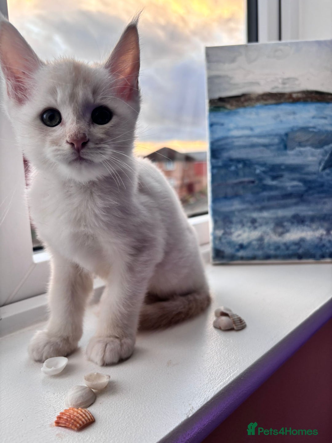 Maine Coon cats for sale: 5 Amazing Maine Coon kittens  - Image 12