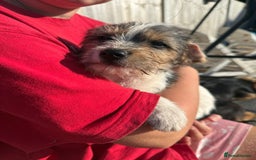 Mixed Breed dogs for sale: Beagle Cross puppies  - Image 6