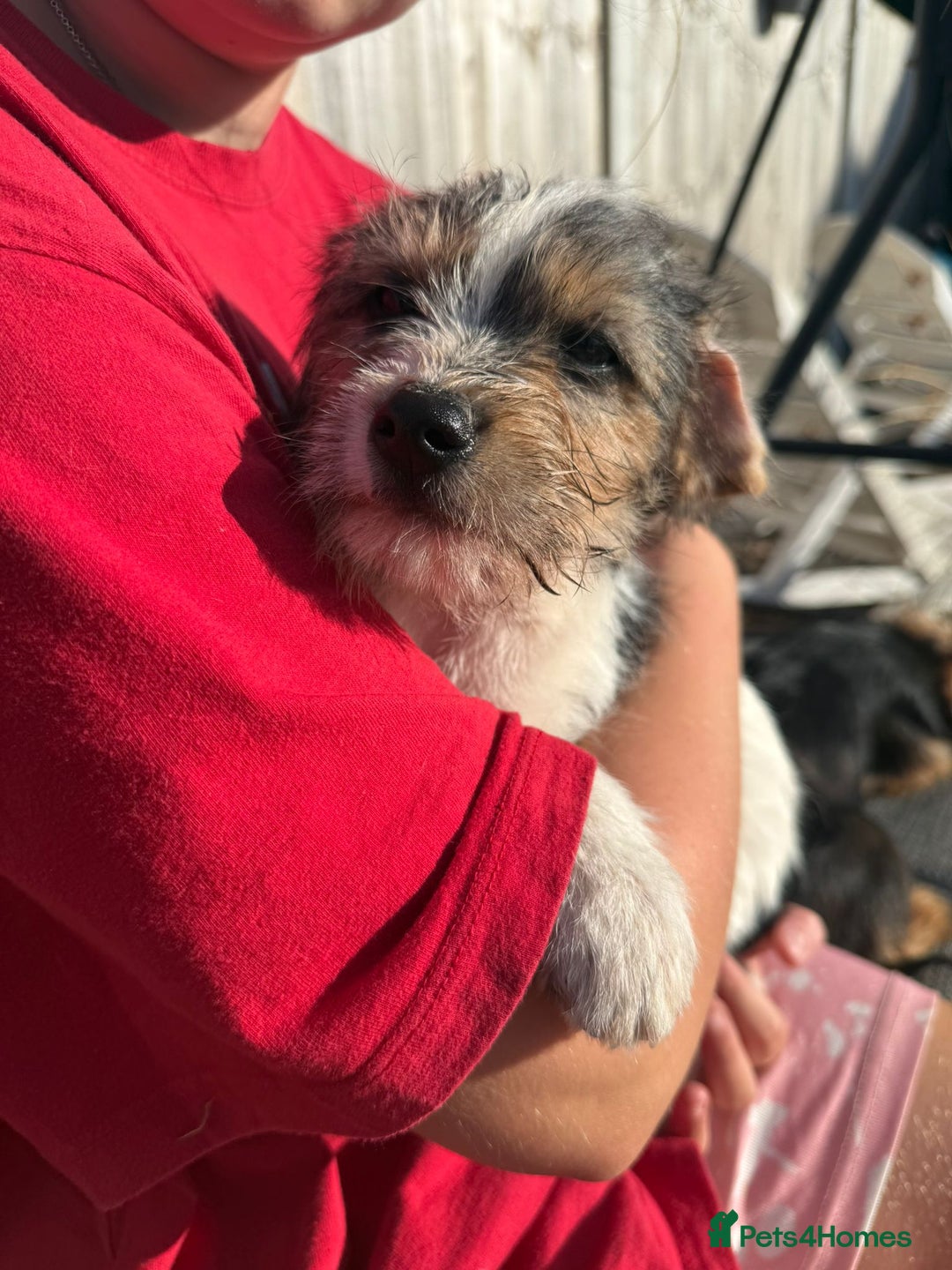 Mixed Breed dogs for sale: Beagle Cross puppies  - Image 6