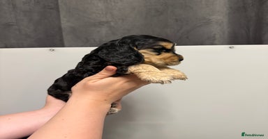 Cocker Spaniel dogs Show type cocker spaniel Puppies  - Advert 15