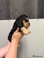 Cocker Spaniel dogs Show type cocker spaniel Puppies - Advert 15