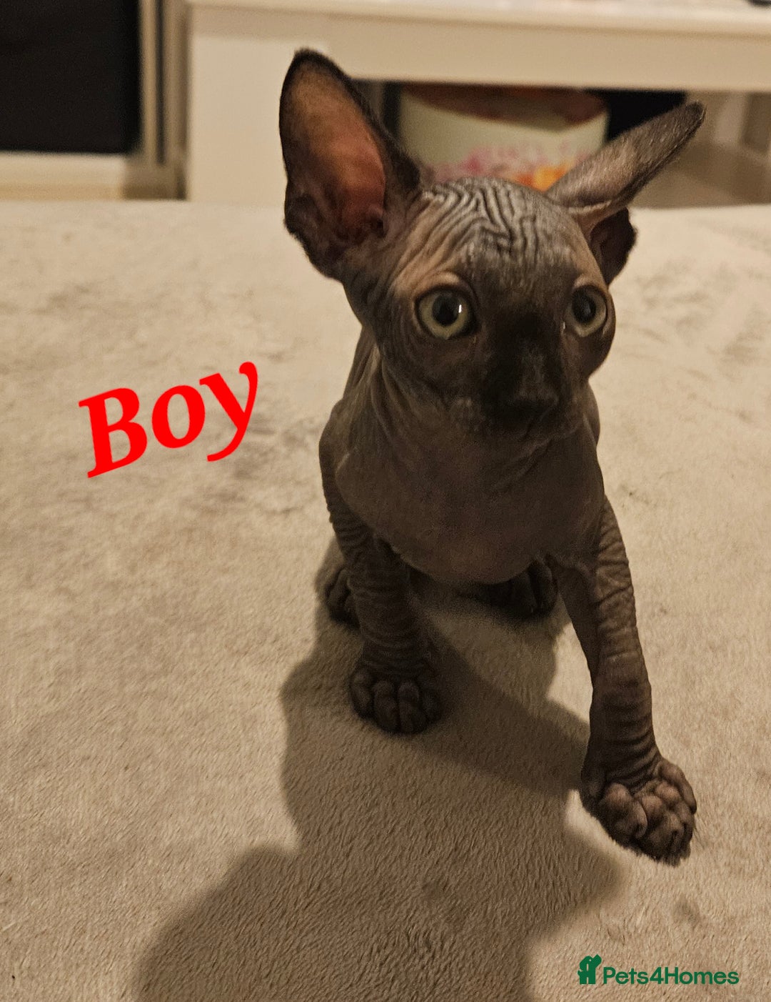 Sphynx cats for sale: Beautiful sphynx kittens - Advert 3
