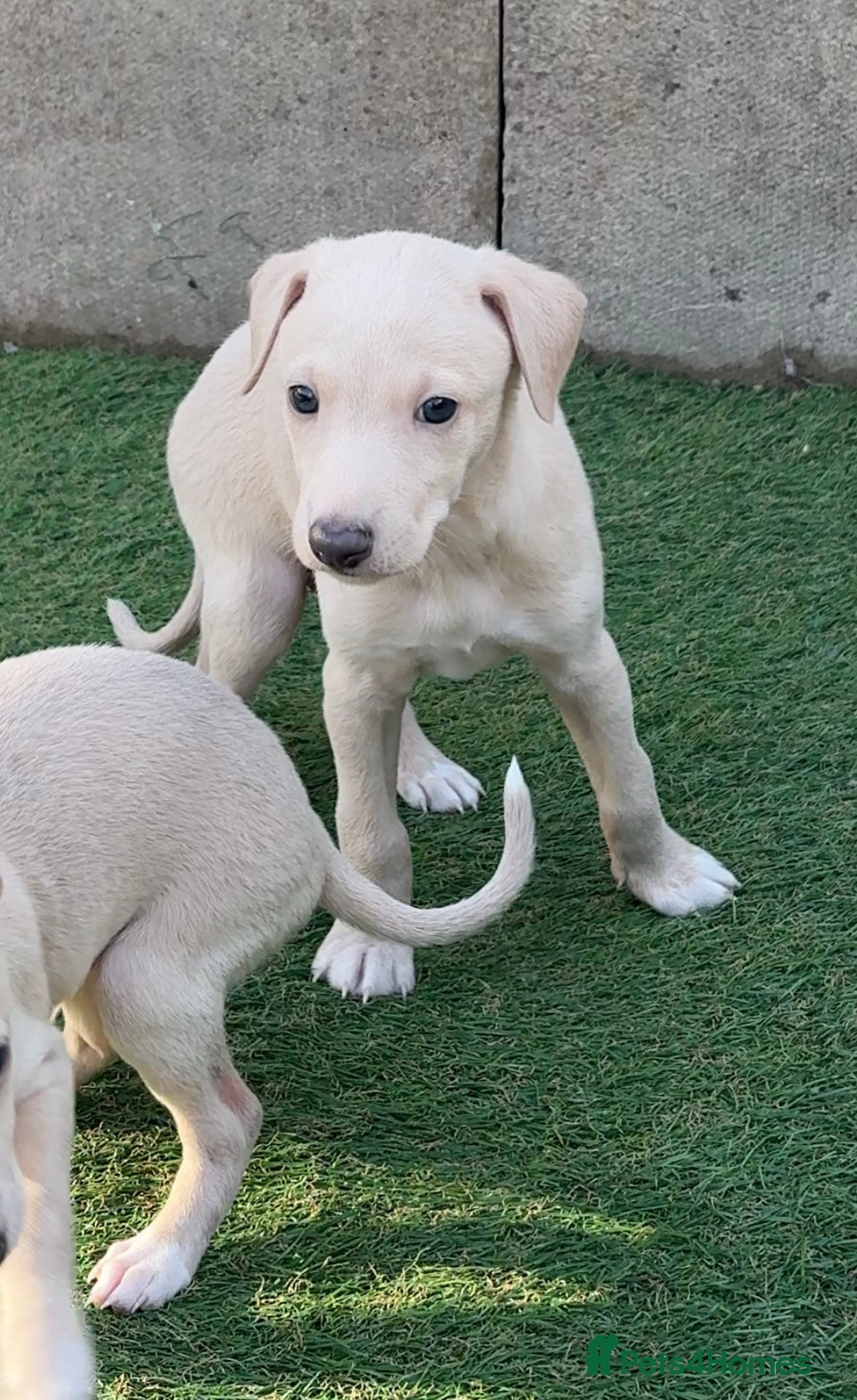 Italian Greyhound dogs Exceptionally Well-Bred Italian Greyhound Puppies - Advert 2