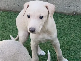 Italian Greyhound dogs Exceptionally Well-Bred Italian Greyhound Puppies - Advert 2