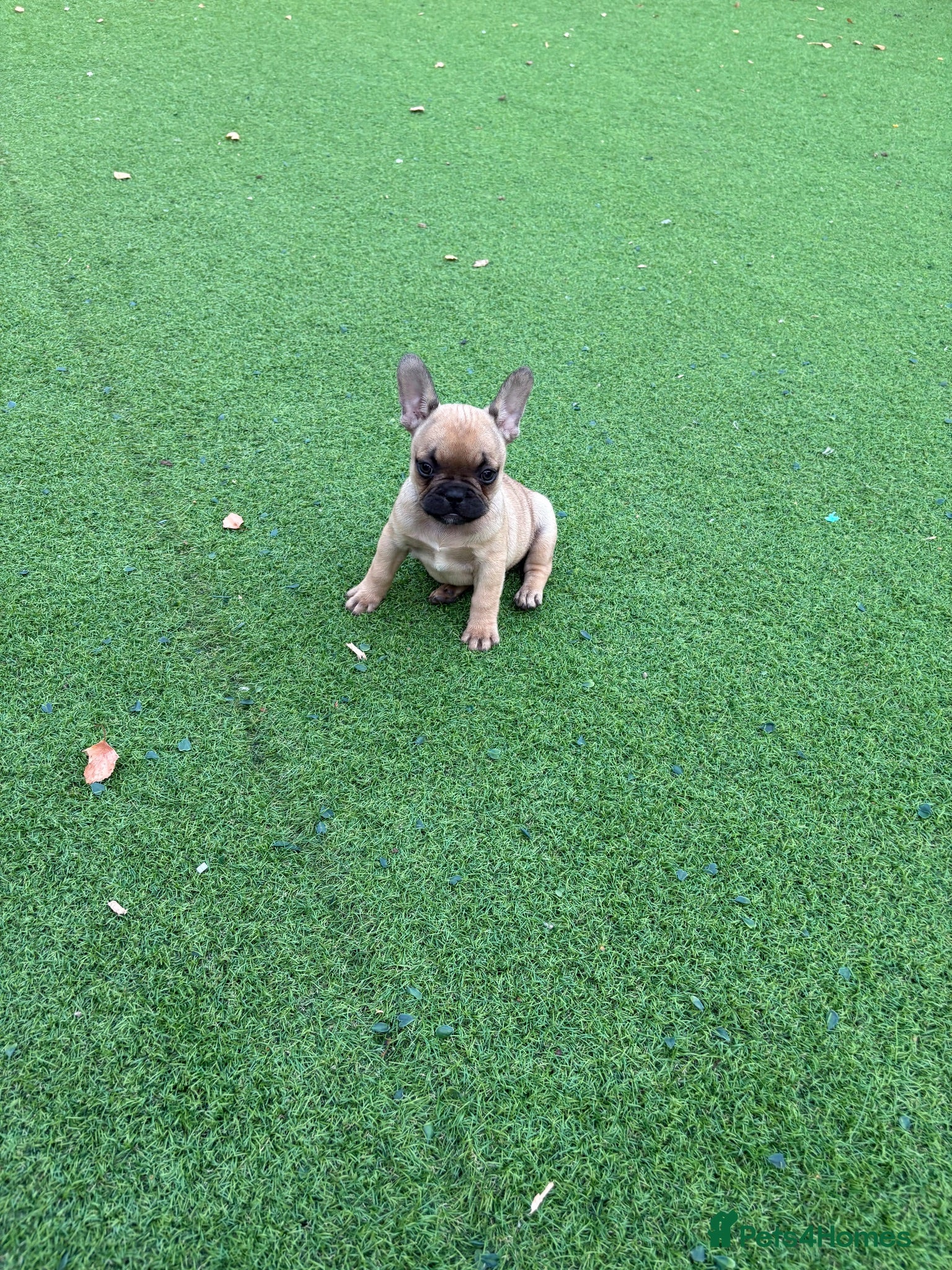French Bulldog dogs Beautiful coloured litter - Advert 2
