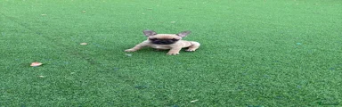 French Bulldog 4