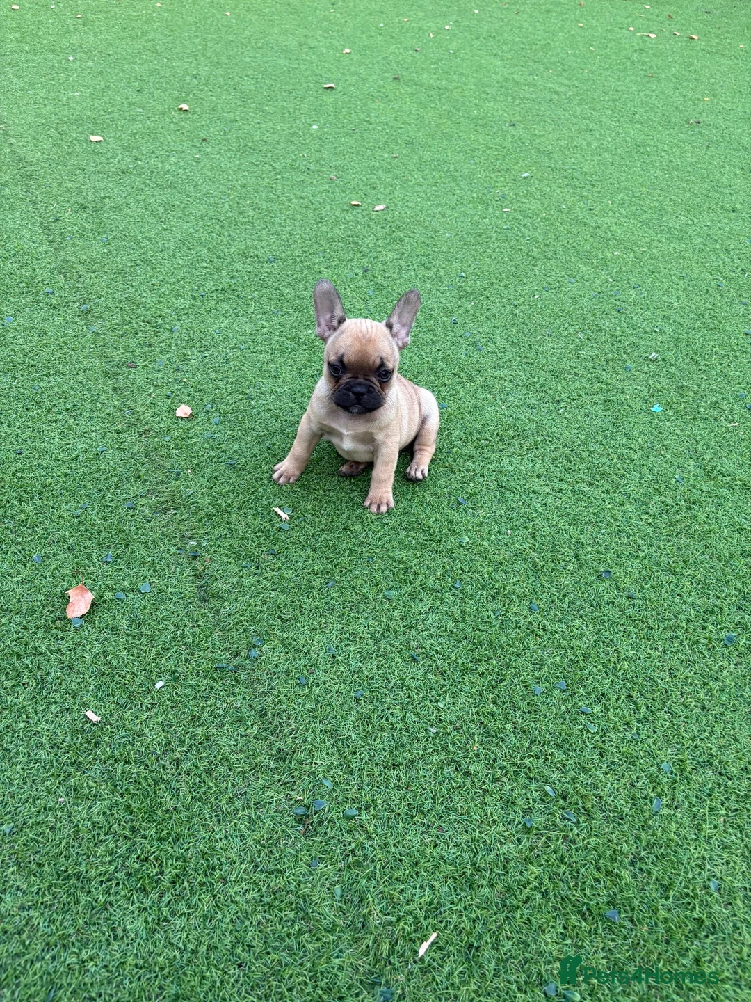 French Bulldog dogs for sale: Beautiful coloured litter - Advert 2