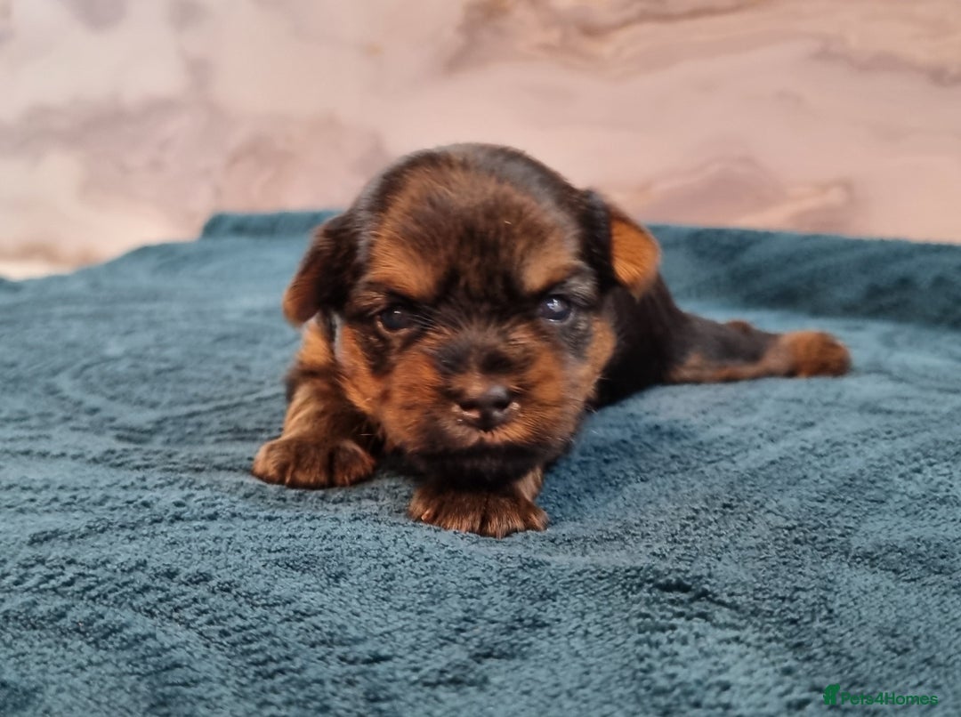 Yorkshire Terrier dogs for sale: 4 Lovely puppies  - Advert 16