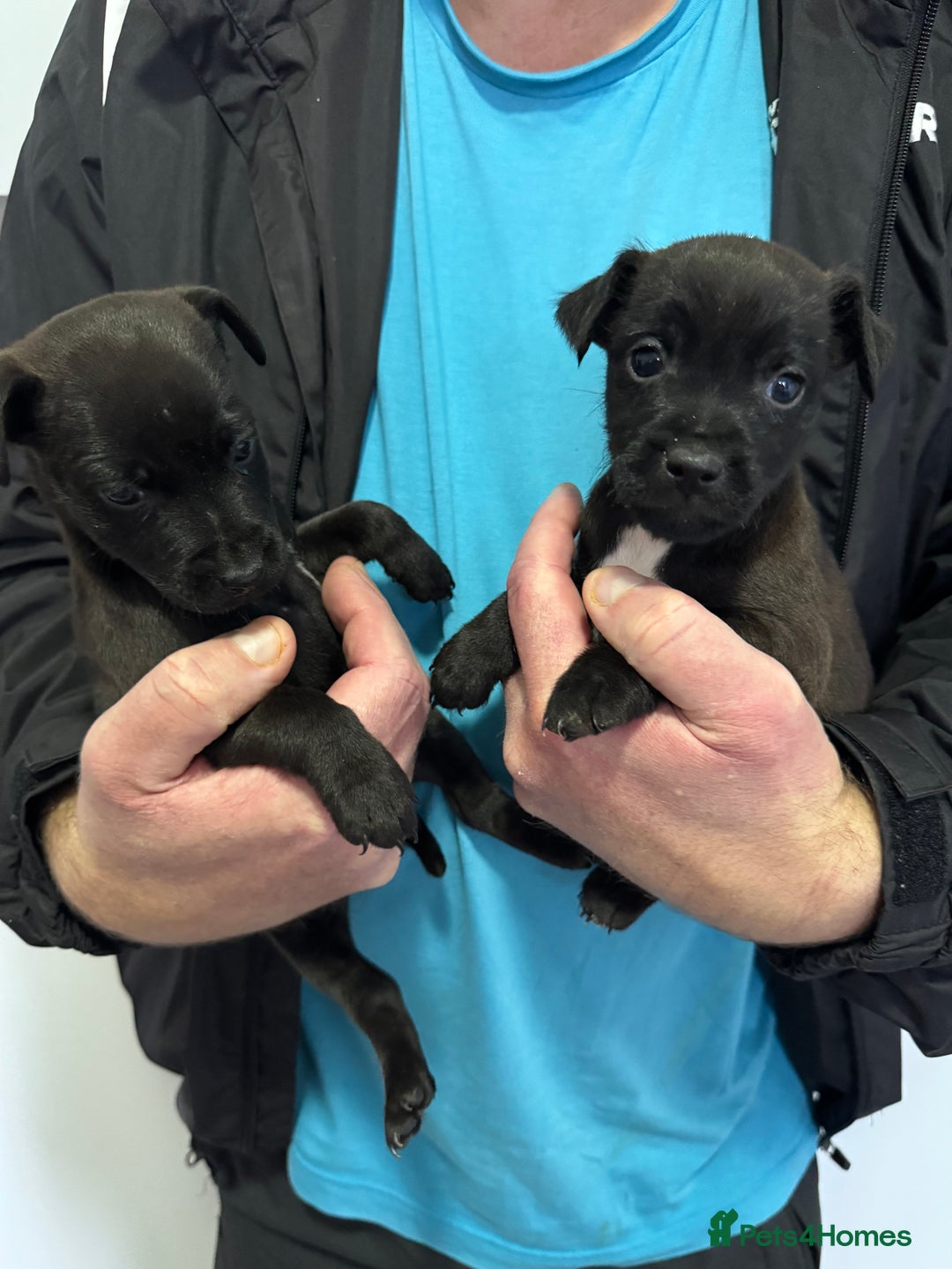Patterdale Terrier dogs for sale: Patterdale Puppies 2 - Advert 4