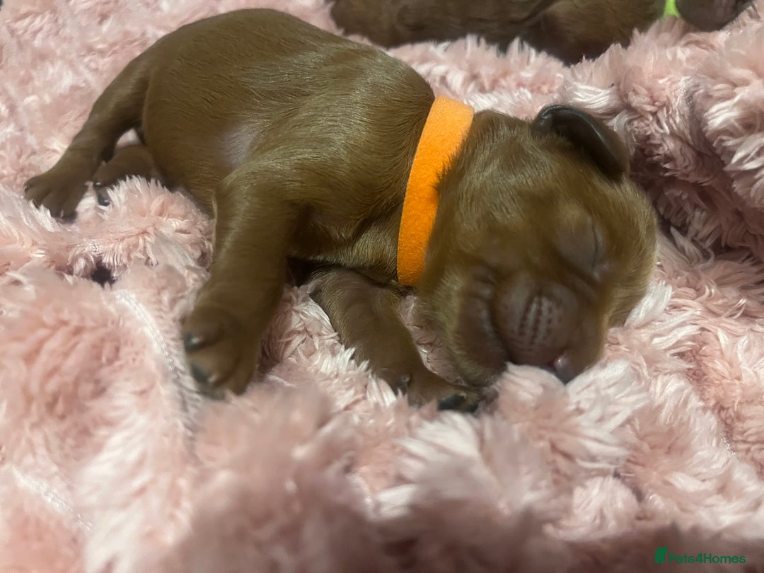 Cockapoo dogs for sale: Red Cockapoo 🐶 F1B looking for loving home 🥰 in London - Image 12