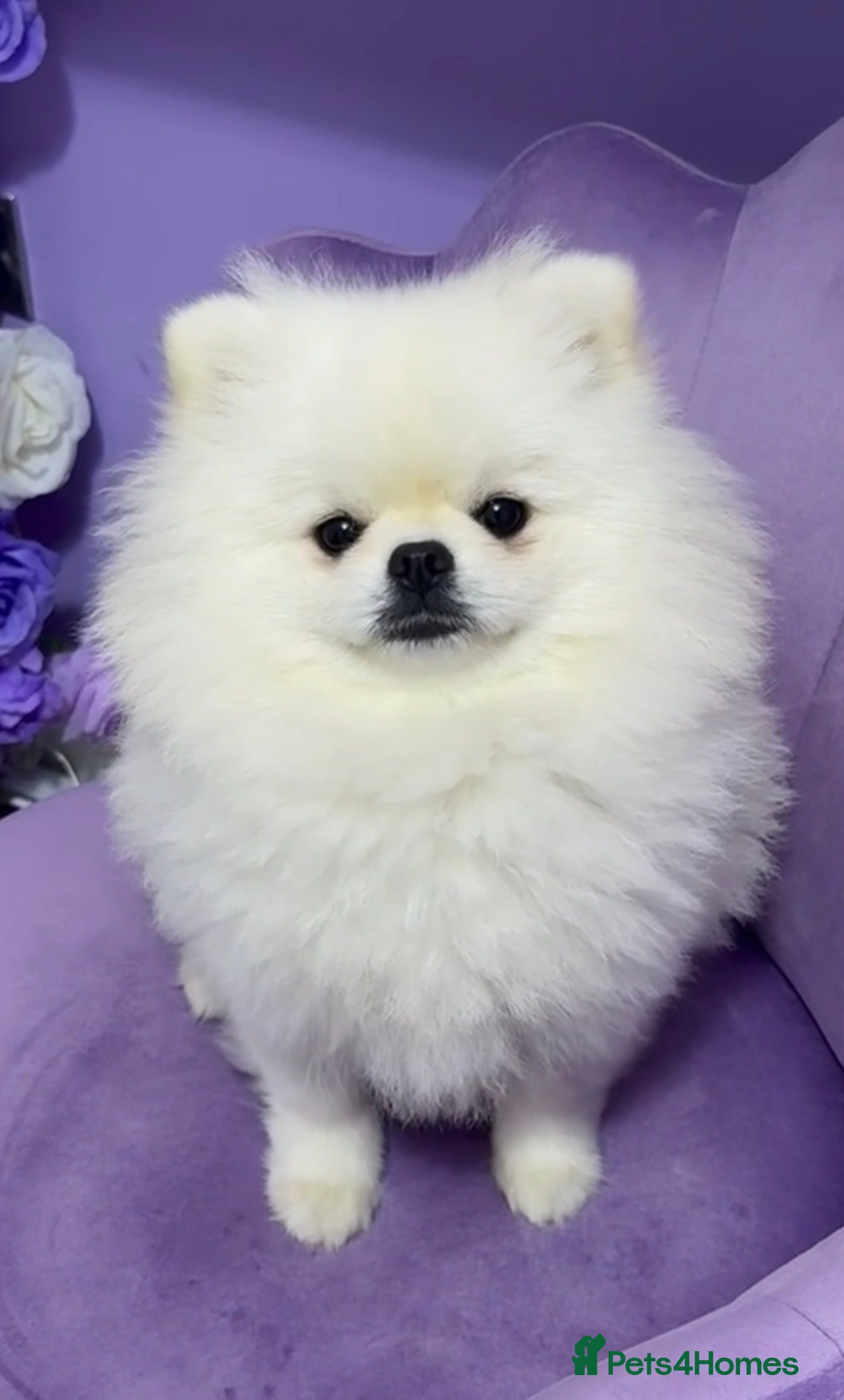 Pomeranian dogs ⭐Beautiful KC Pedigree Pomeranian Boy-White/Cream⭐ - Advert 2