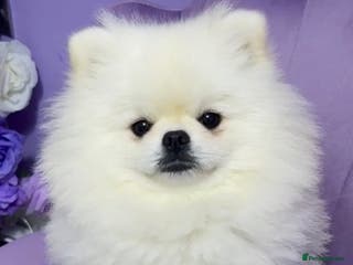 Pomeranian dogs ⭐Beautiful KC Pedigree Pomeranian Boy-White/Cream⭐ - Advert 12