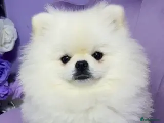 Pomeranian dogs ⭐Beautiful KC Pedigree Pomeranian Boy-White/Cream⭐ - Advert 18