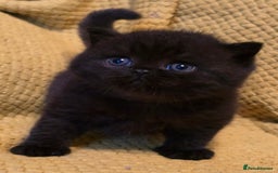 British Shorthair cats for sale: ONE GIRL LEFT GCCF reg BSH kittens - Image 19