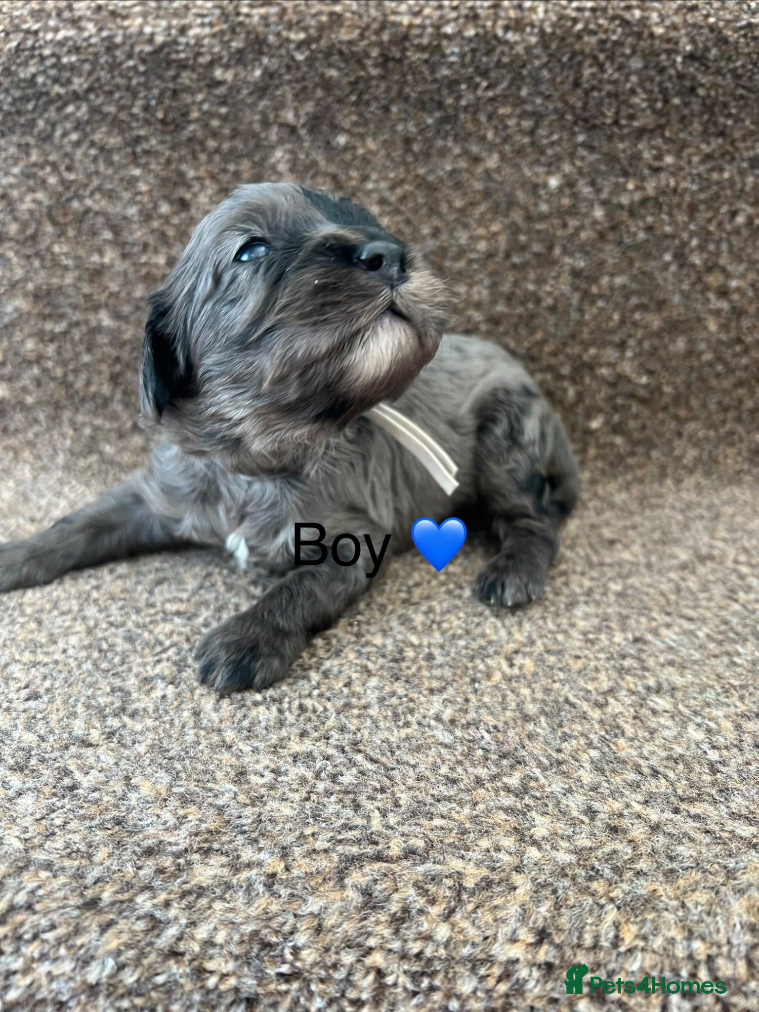 Cavapoo dogs 4 beautiful cavapoos left ready in July 🐶🐶 - Advert 1
