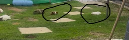 Guinea Pig rodents for sale: female guinea pig pair  - Advert 3