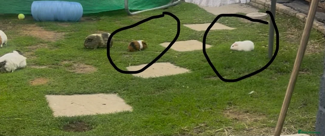 Guinea Pig rodents for sale: female guinea pig pair  - Advert 3